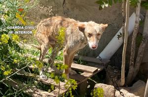 Uno de los perros maltratados. 