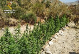 Plantación de marihuana en el barranco del Hornillo de Lújar. 