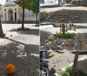 Las naranjas caídas y muchas ya podridas o espachurradas llenan la Plaza de las Palomas.