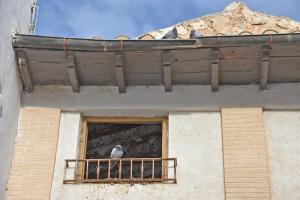 El Ayuntamiento de Baza asegura que no está siendo fácil el control de la población de palomas.