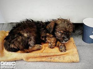 Cachorrilla rescatada por la Policía Local de Granada. 