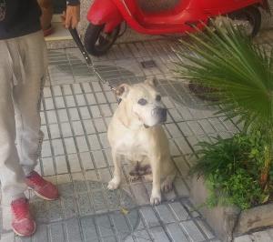 El perro estará 40 días en observación.