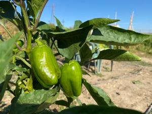 Planta de pimientos en uno de los huertos municipales de La Zubia. 