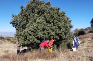 Recogida de bellotas para su posterior plantación. 