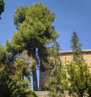 El pino que se va a talar, en los jardines del Hospital Real.