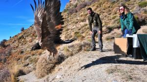 Liberación de Veleta en el Paraje Natural de Punta Entinas-Sabinar, de Almería.