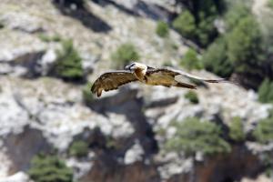 Ejemplar de quebrantahuesos en la Sierra de Castril.