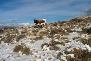 Una vaca en la zona del Calar de Güéjar Sierra. 