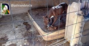 Uno de los perros encontrados en estado de abandono. 