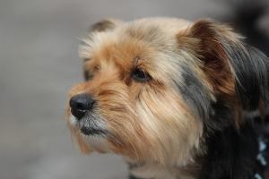 El perro extraviado era un yorkshire terrier como el de la imagen.