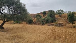 Terrenos del Cerro de la Encina. 