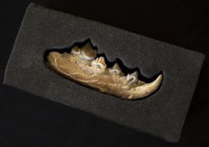 Mandíbula de Xenocyon licaonoides, ancestro de los actuales licaones (perros salvajes africanos) hallada en Venta Micena 4.