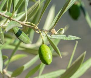 Hojas del olivo. 