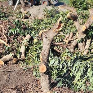 Primeros árboles del aguacate afectados en la costa de Granada, caídos.