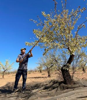 Recogida de la almendra en una explotación granadina. 