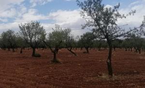 Almendros en la comarca de Baza, uno de los cultivos de secano con mayor conversión en regadío. 