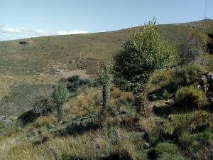 Abedules protegidos de animales hervíboros con una malla metálica en Sierra Nevada.