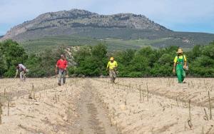 Recogida de 'verdeo' del espárrago en el campo granadino. 