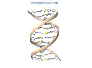 Doble hebra de ADN con iones de plata. 