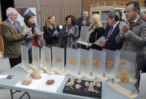 Cortes de cerebro humano plastinados por el museo. 