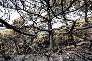 Una de las zonas quemadas por el fuego en Sierra Bermeja. 