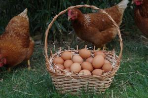 Las gallinas deben reponer a diario un 10% de su calcio por la puesta de huevos. 