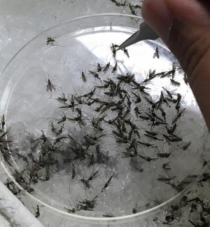 Imagen tomada durante el proceso de identificación de mosquitos capturados.