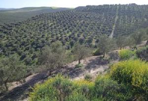 Olivar donde se ubicará la planta de Ence, con fuertes pendiente que se aprecian en primer plano. 