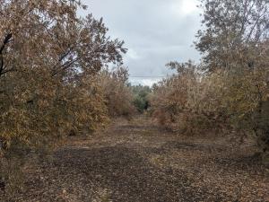 Olivos secos en la comarca, en una imagen distribuida por los agricultores. 