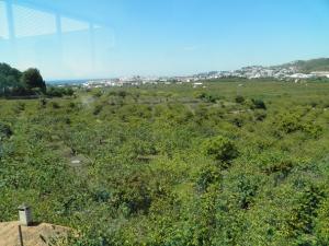 Campo de subtropicales en Almuñécar.