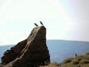 Aves en las cumbres de Sierra Nevada.