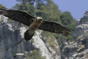 La Sierra de Castril es uno de los enclaves en los que se han liberado los ejemplares.