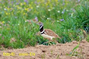 Sisón, ave esteparia en peligro de extinción a la que afectaría la planta de biogás.