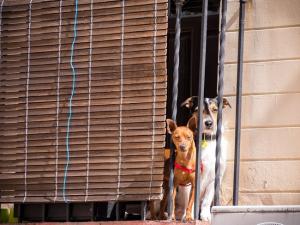 IU apuesta por impulsar en los ayuntamientos la Ley de Protección Animal.