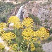 Las abejas hacen su trabajo en una planta de hinojo, con la cascada al fondo.